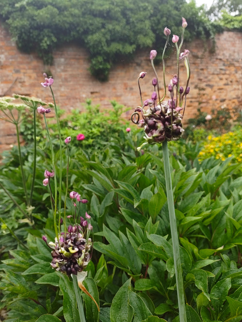 Allium 'Hair'