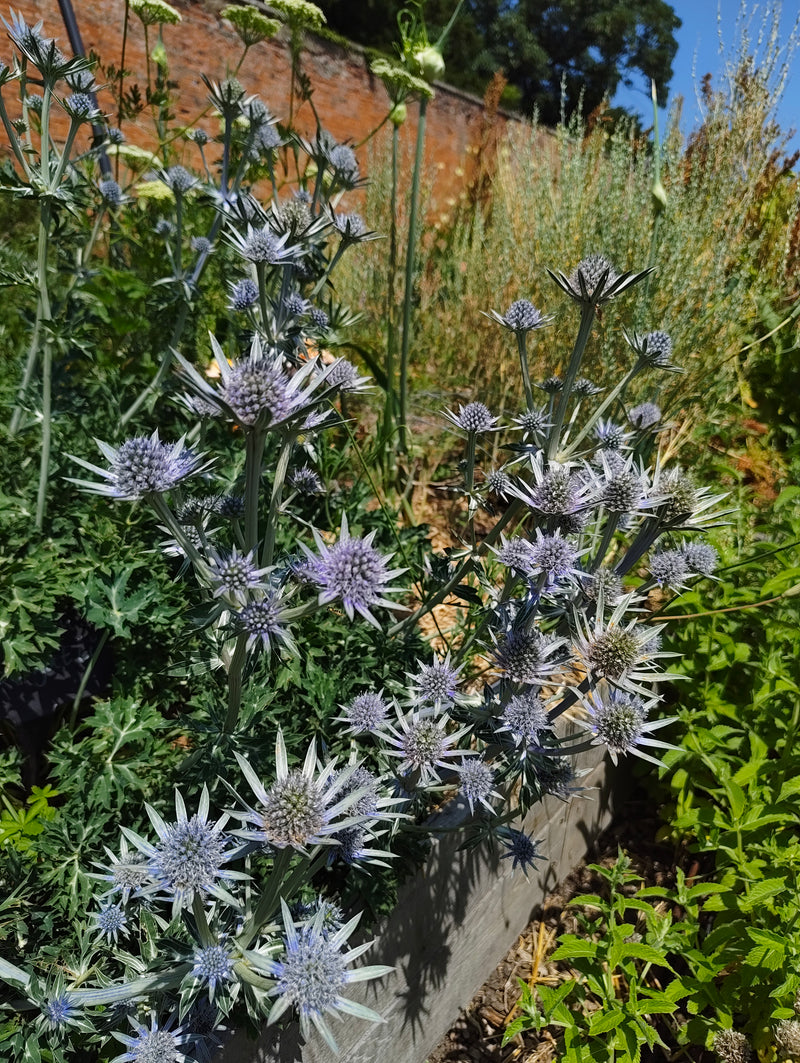 Eryngium in variety