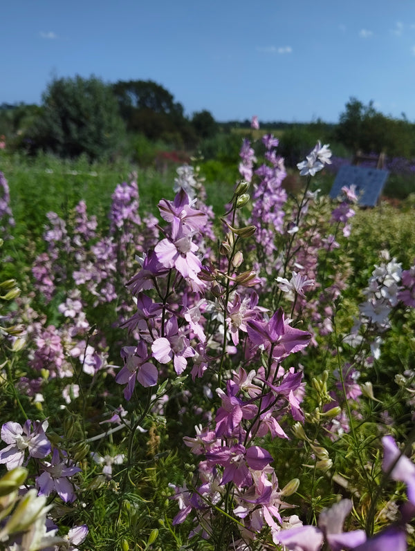 Larkspur - pinks, purples and white