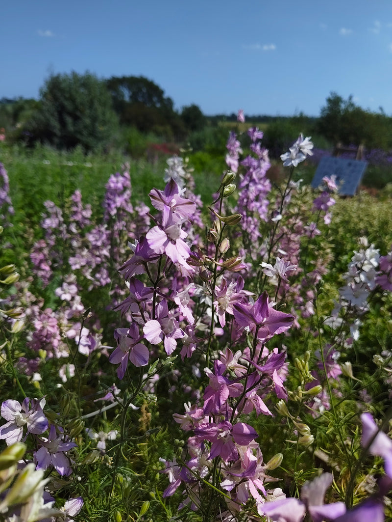 Larkspur - pinks, purples and white