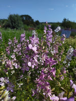 Larkspur - pinks, purples and white