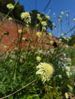 Cephalaria gigantea