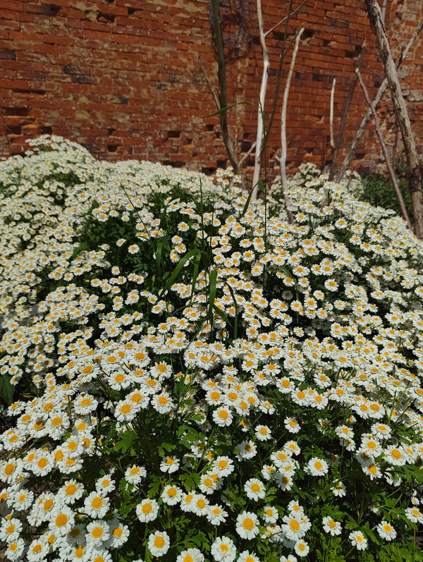 Feverfew