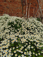 Feverfew