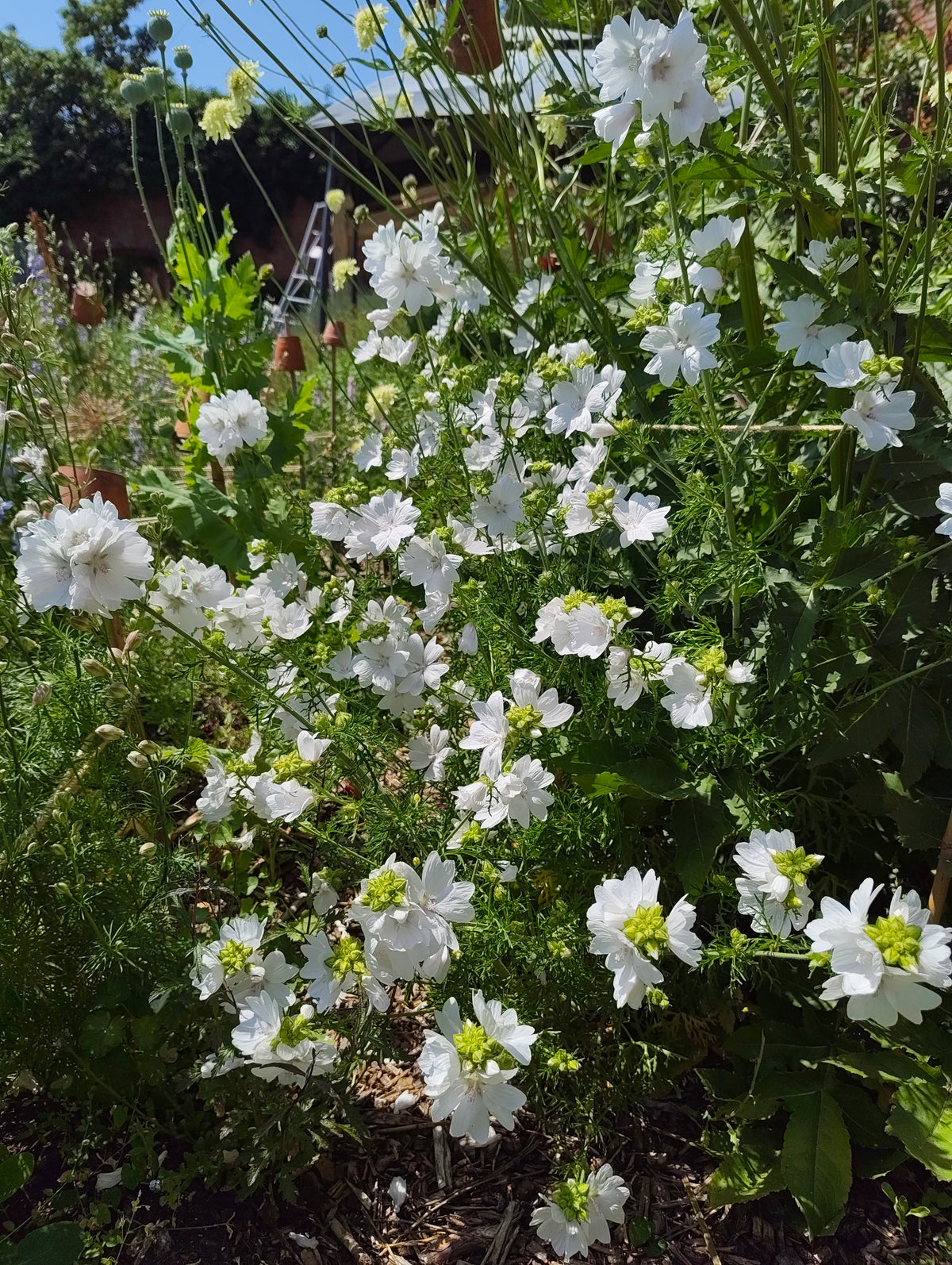 Mallow White & Pink