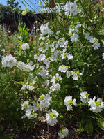 Mallow White & Pink
