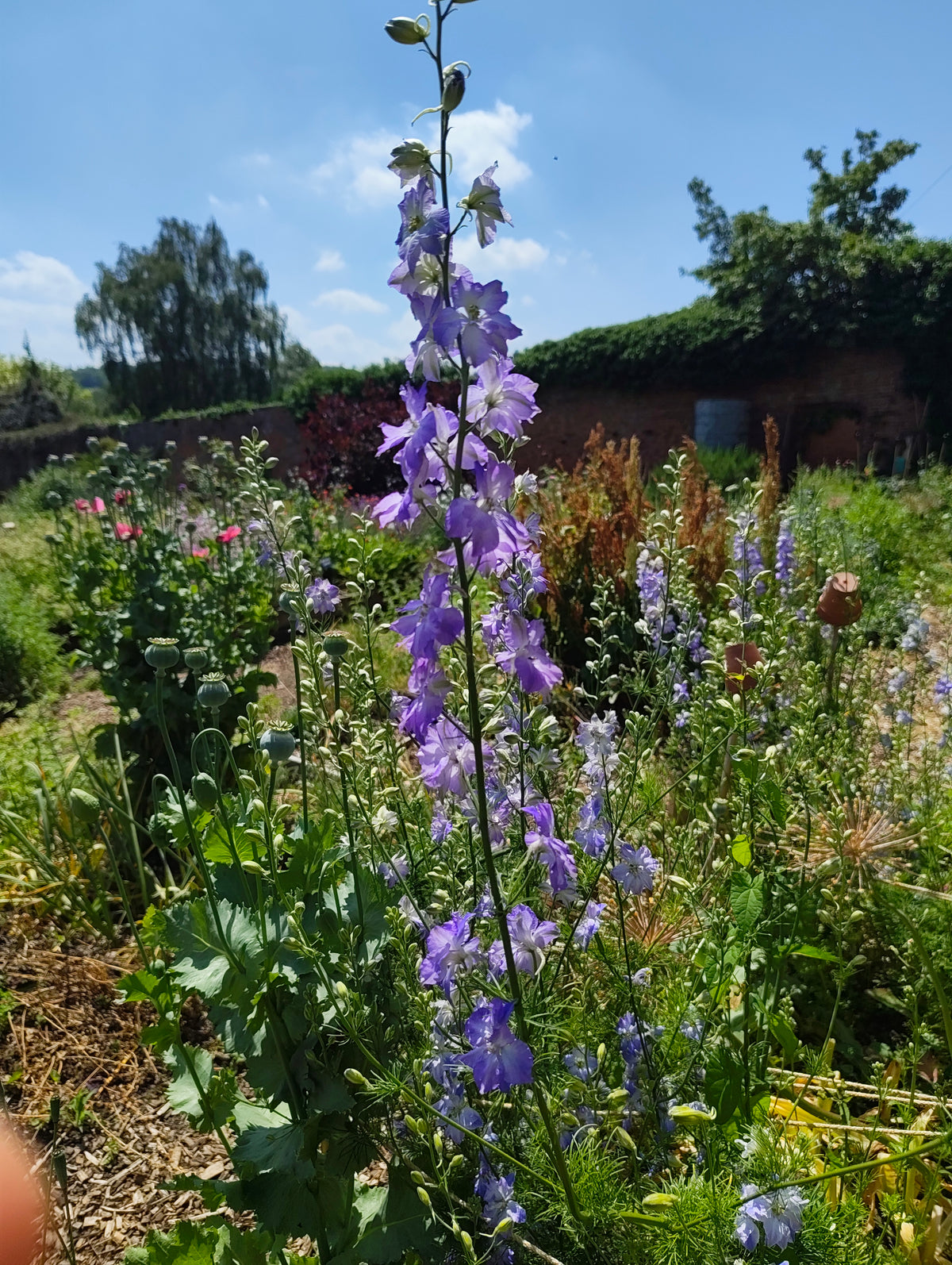 Larkspur - pinks, purples and white