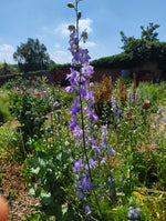 Larkspur - pinks, purples and white