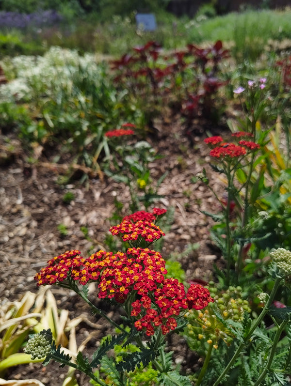 Achillea in variety