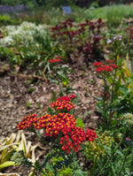 Achillea in variety