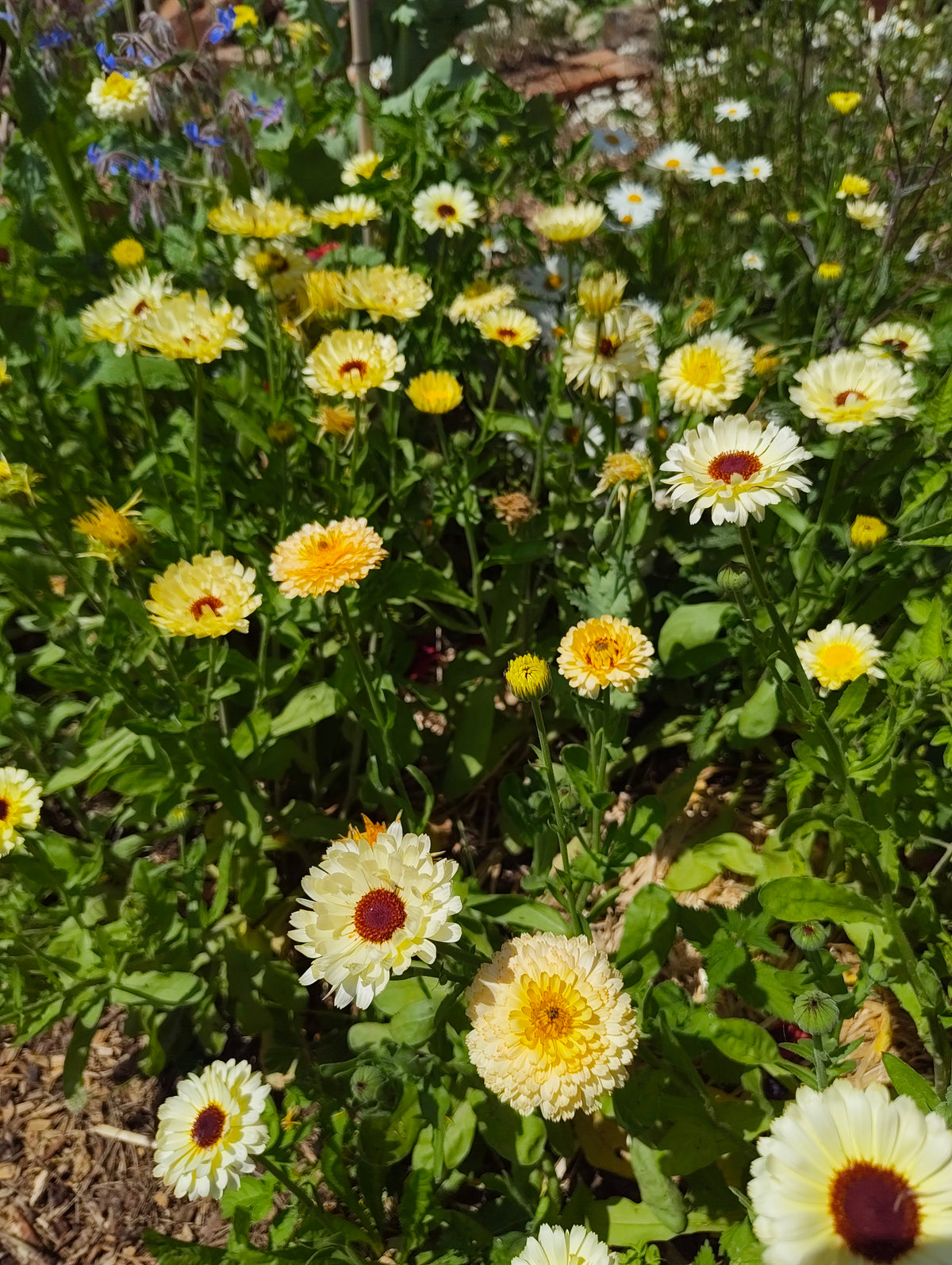 Calendula