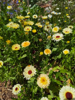 Calendula