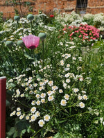 Cornflower - in variety