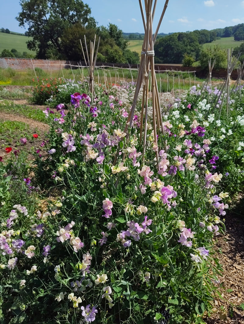 Sweet Peas - Various