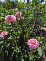 Dahlias - Pink