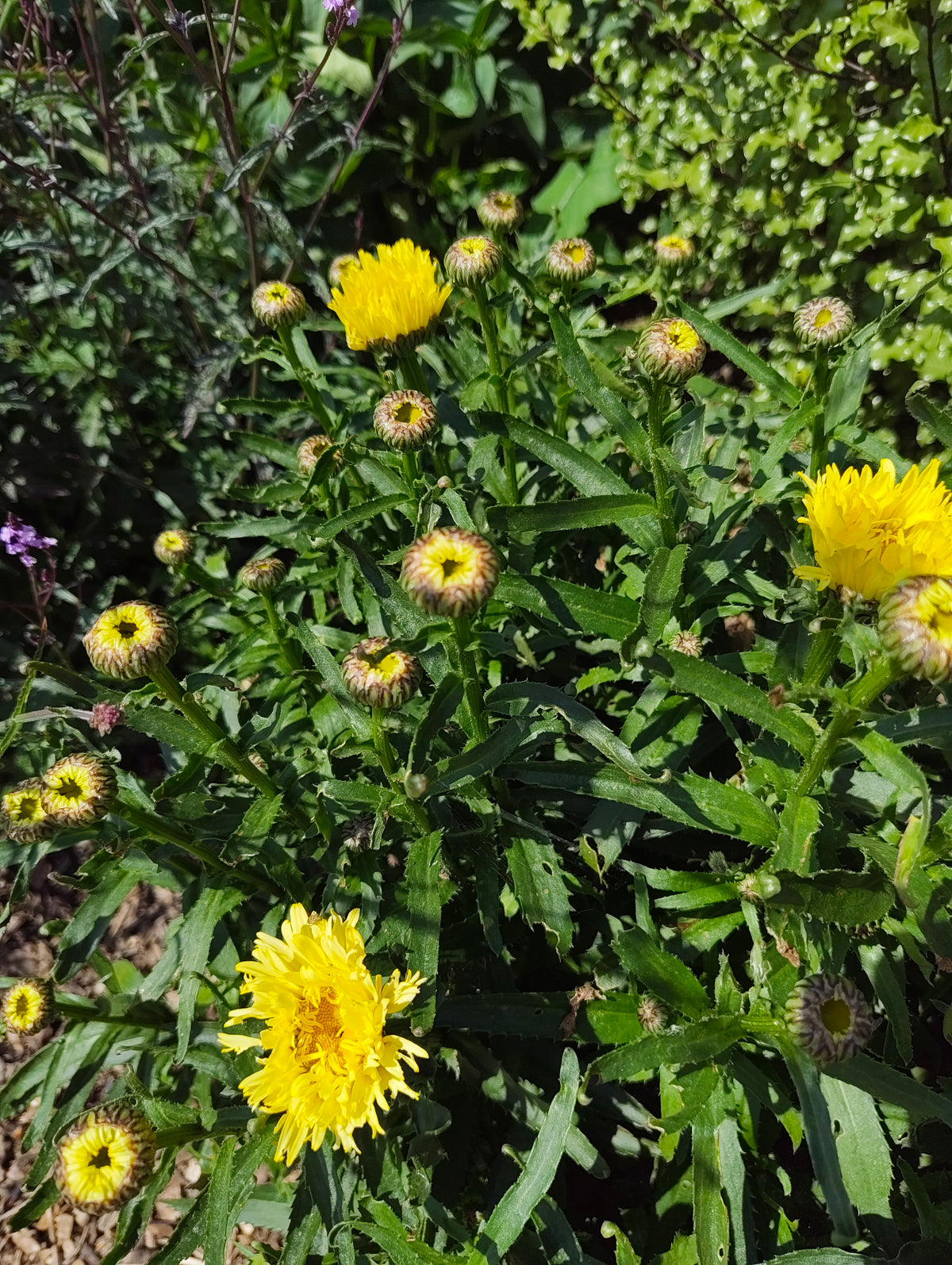 Leucanthemum 'Gold Finch'