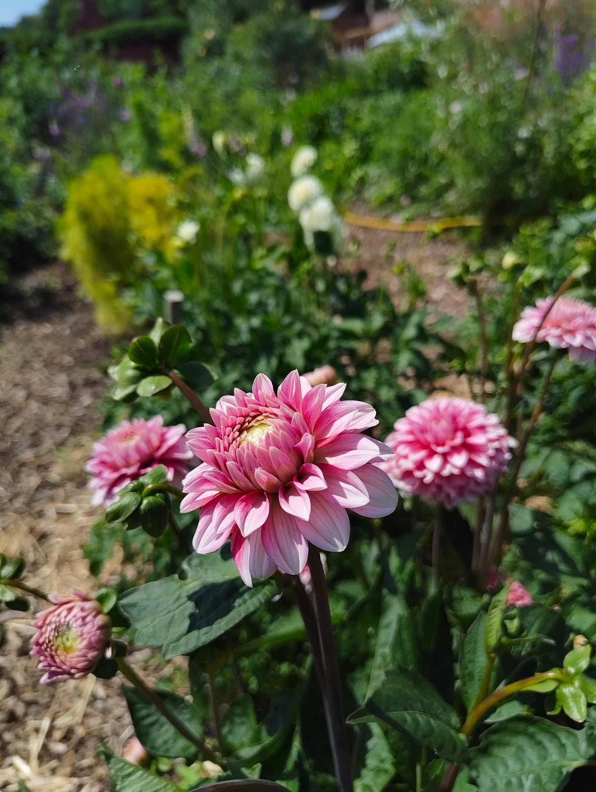 Dahlias - Pink