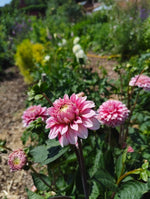 Dahlias - Pink