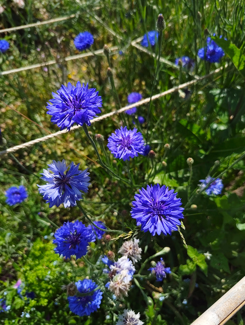 Cornflower - in variety