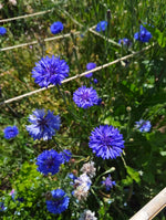 Cornflower - in variety