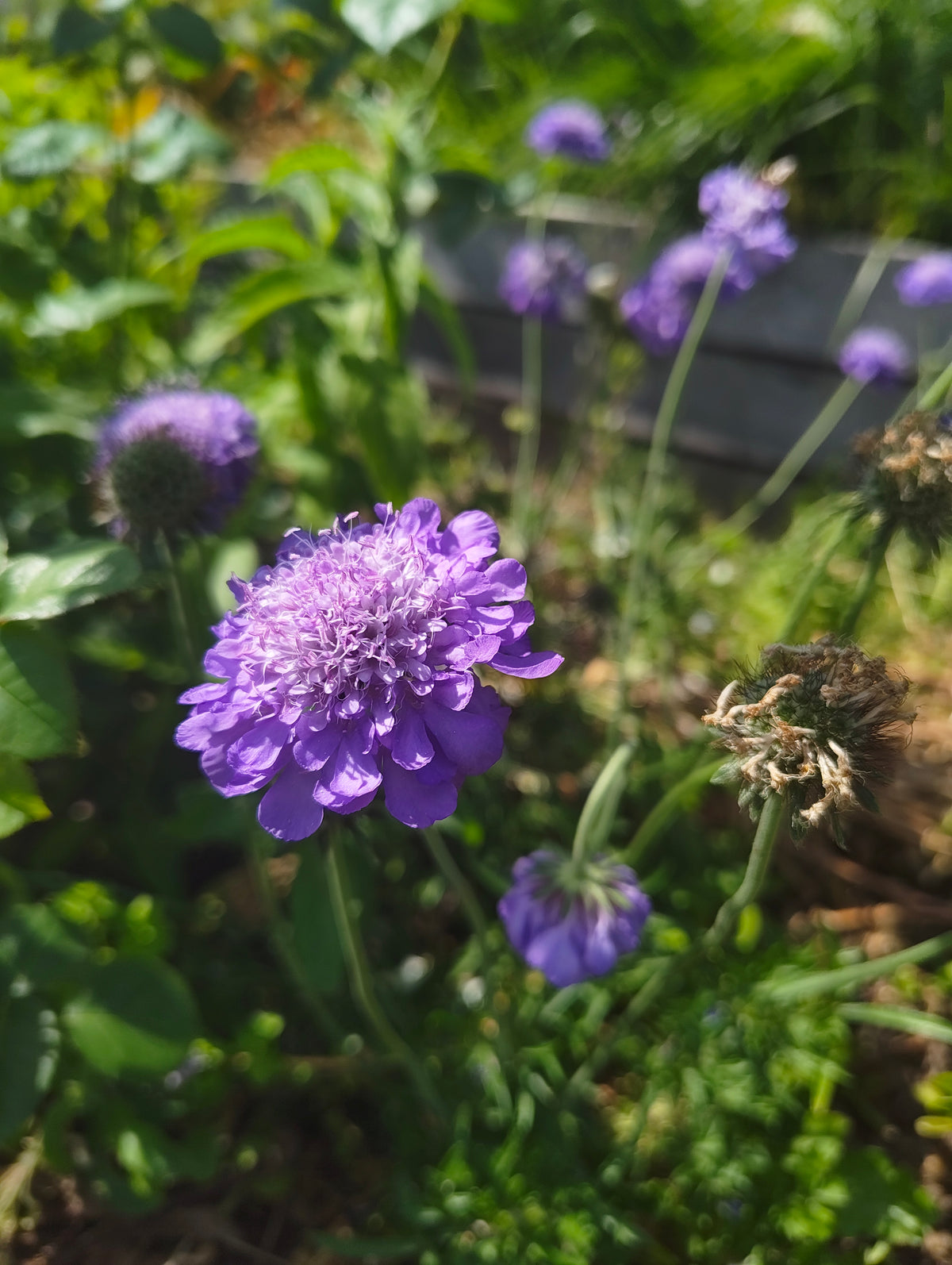 Scabious - purple
