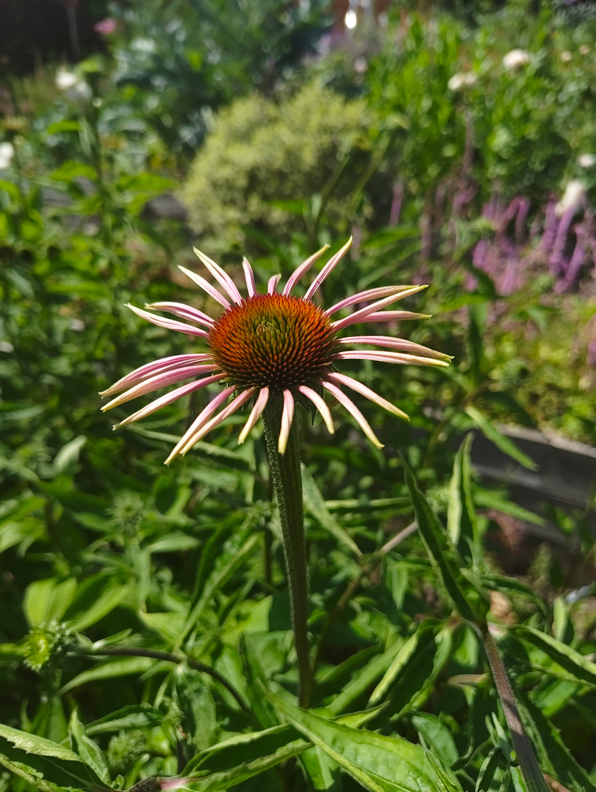 Echinacea purpurea