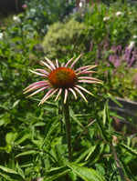 Echinacea purpurea