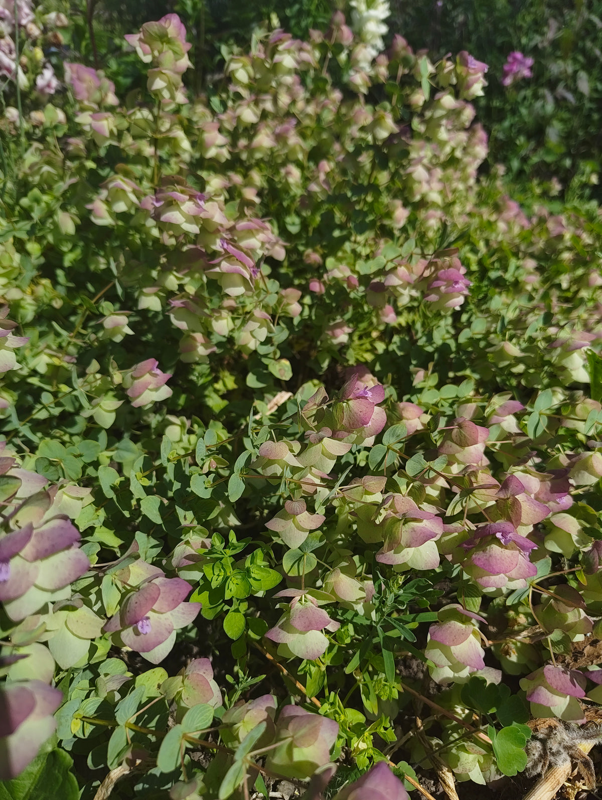 Ornamental Oregano