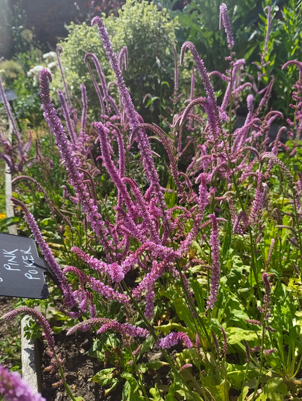 Limonium - Pink Pokers