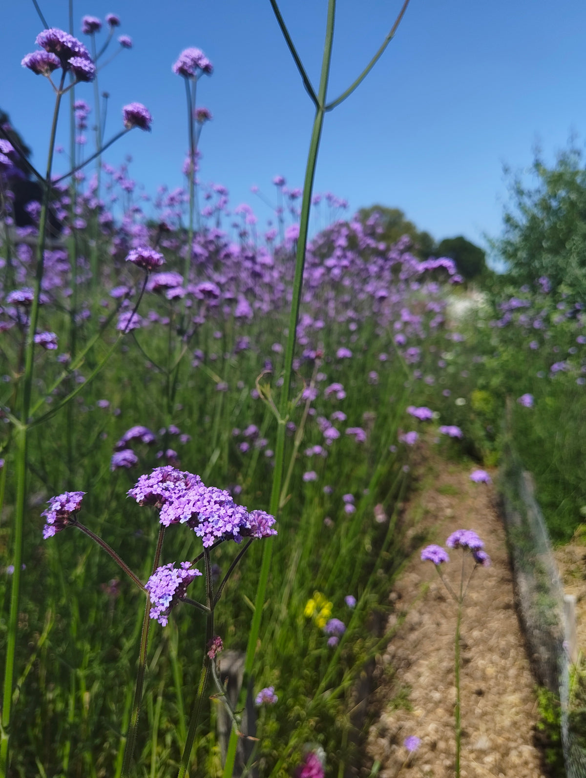 Verbena bonariensis
