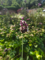 Allium 'Hair'