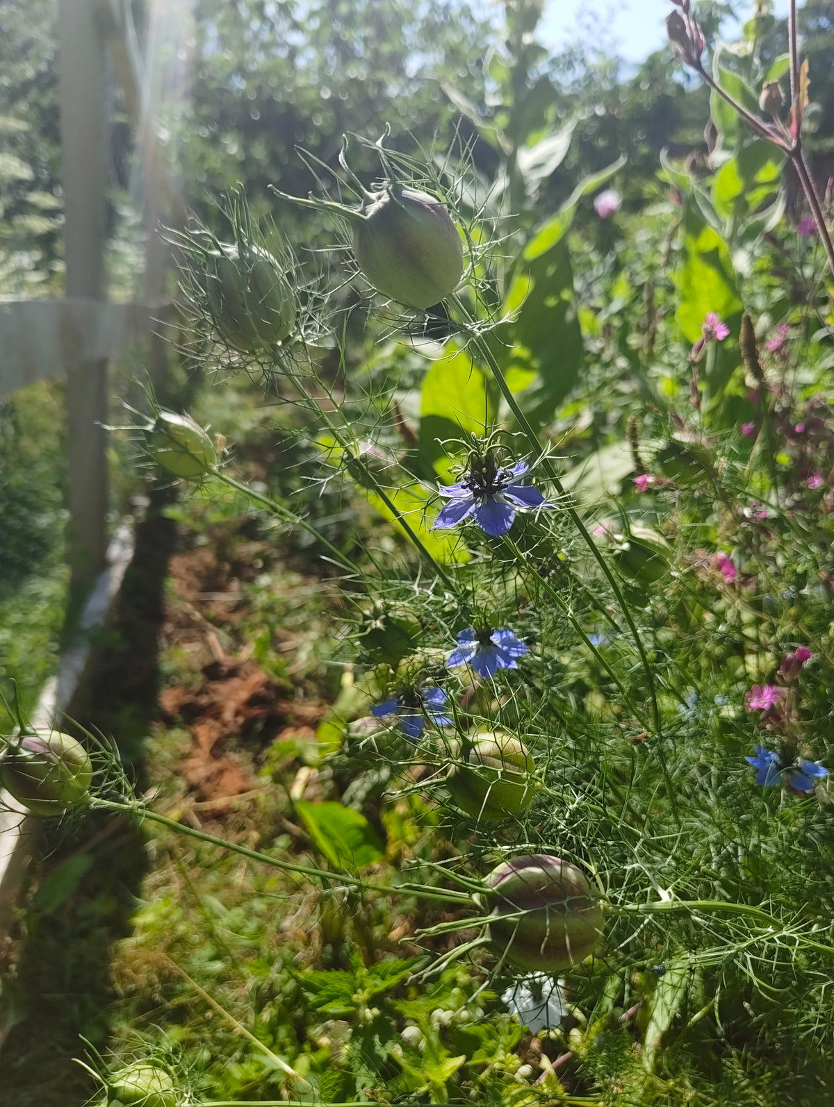 Nigella - flowers and seedheads