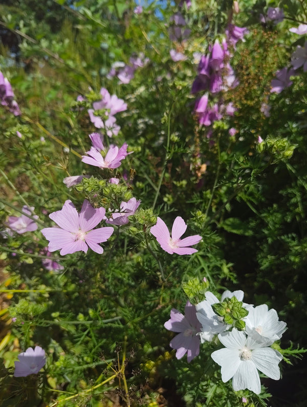 Mallow White & Pink