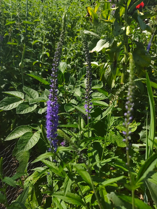 Veronica
