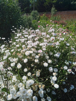 Cornflower - in variety
