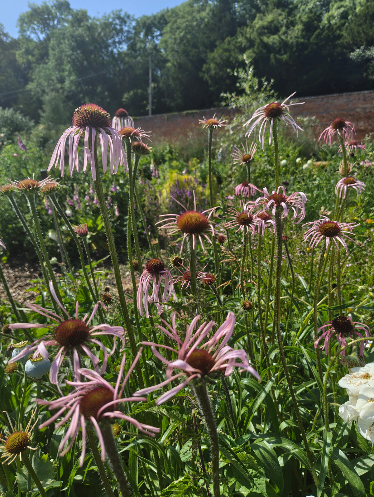 Echinacea pallida