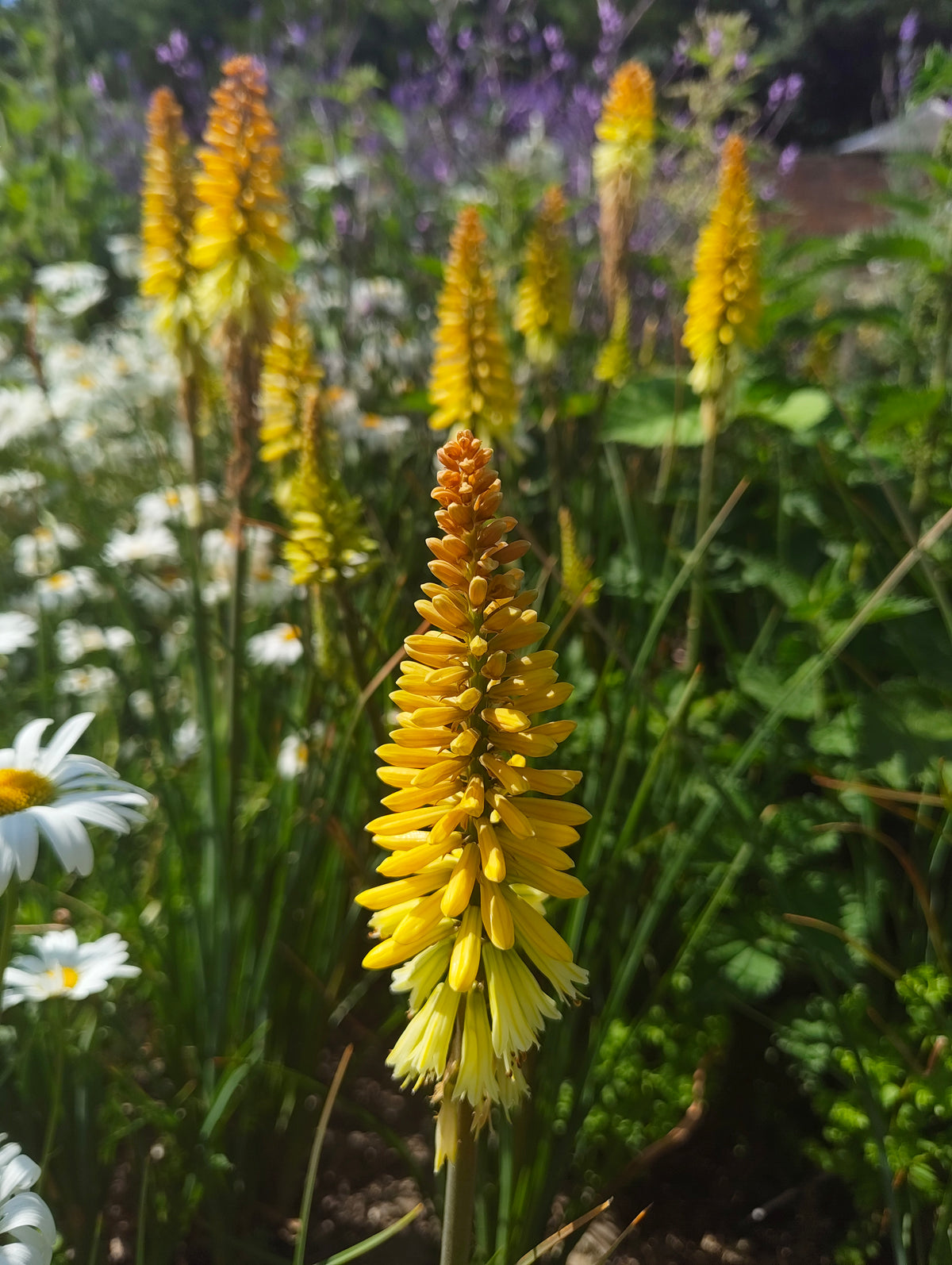 Kniphofia
