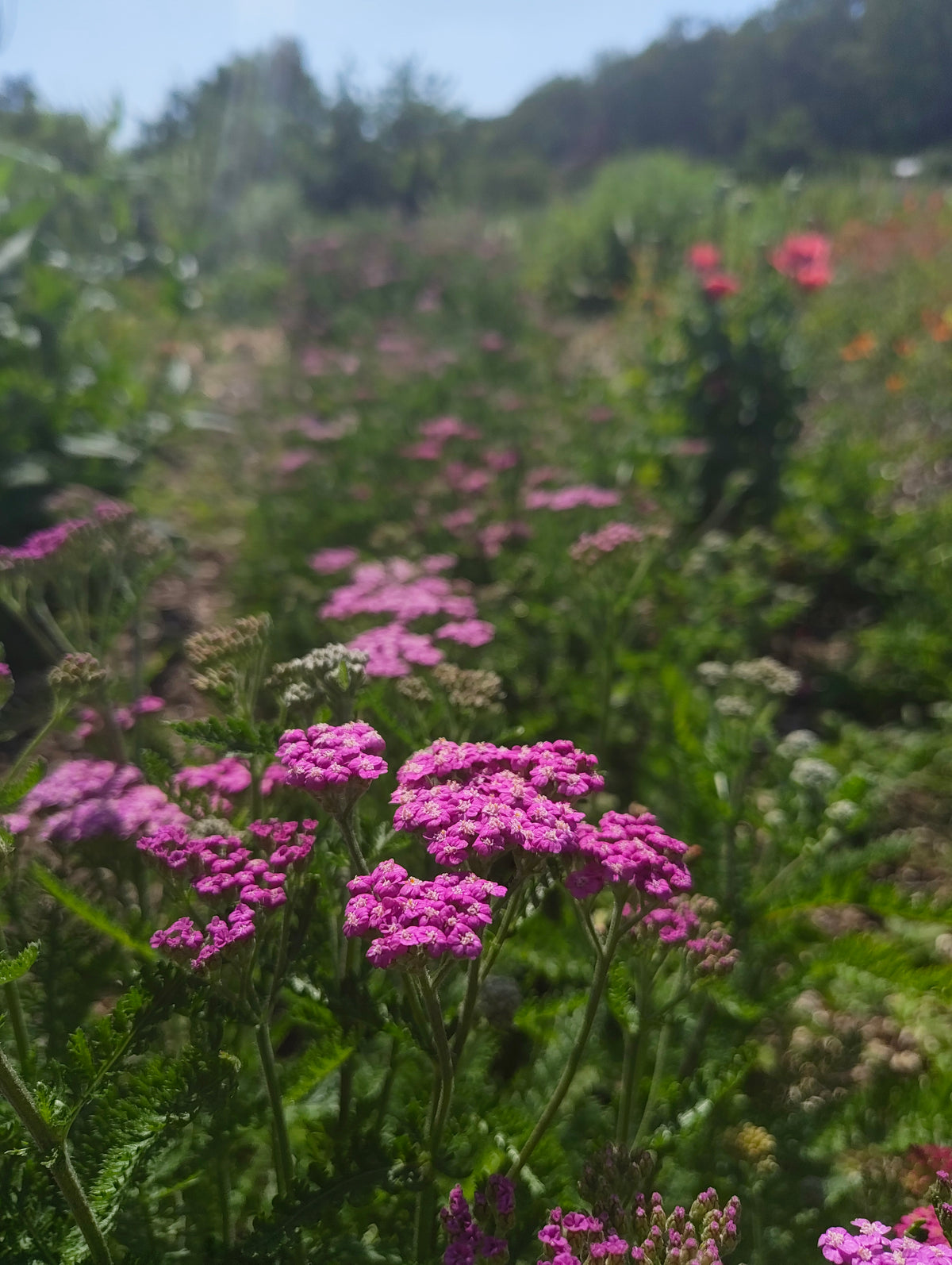 Achillea in variety