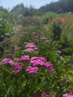 Achillea in variety