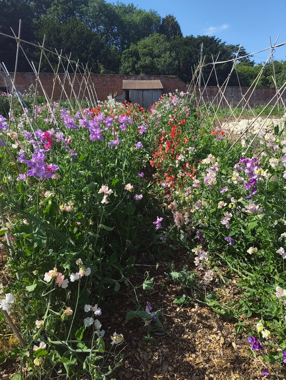 Sweet Peas - Various