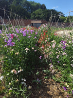 Sweet Peas - Various