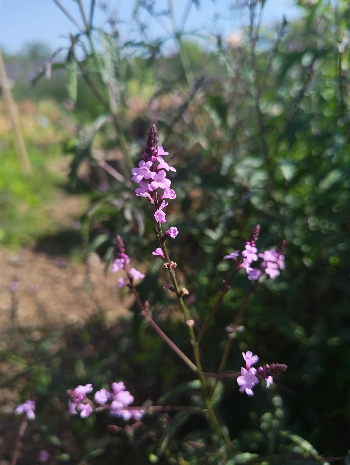 Verbena bampton