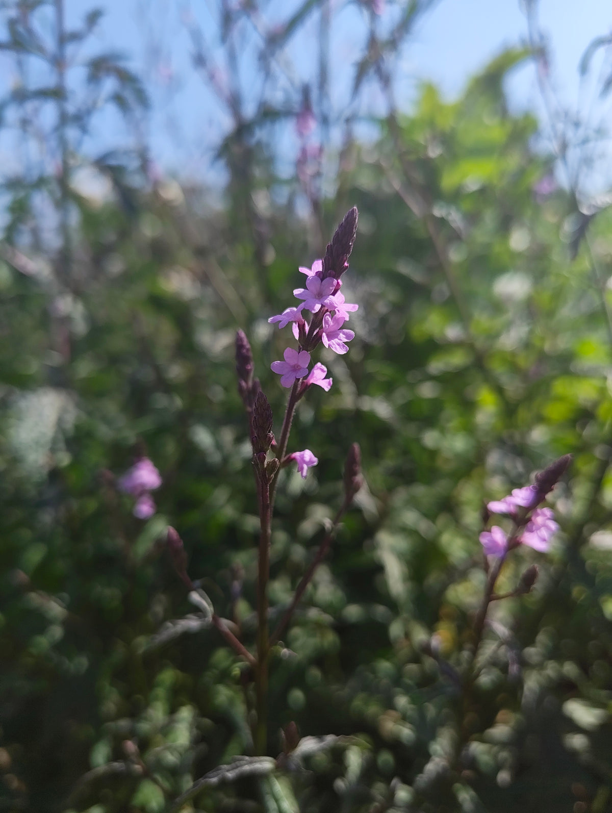 Verbena bampton