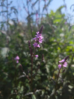 Verbena bampton