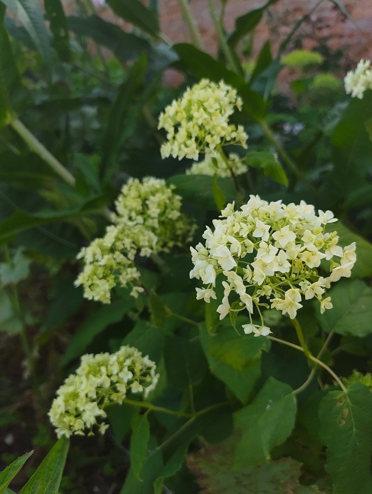 Hydrangea in variety