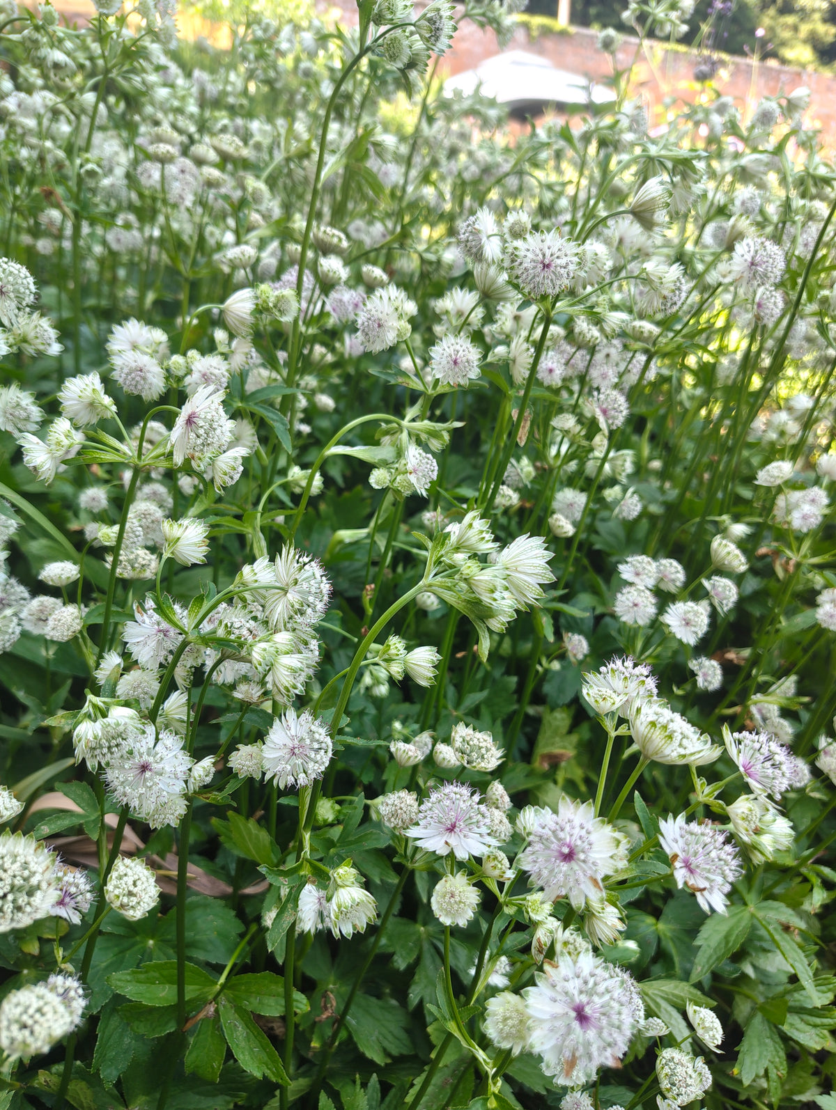 Astrantia - In Variety