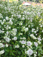 Astrantia - In Variety