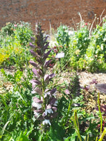 Acanthus mollis