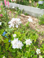 Scabiosa stellata - flowers & seedheads