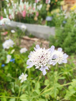 Scabiosa stellata - flowers & seedheads